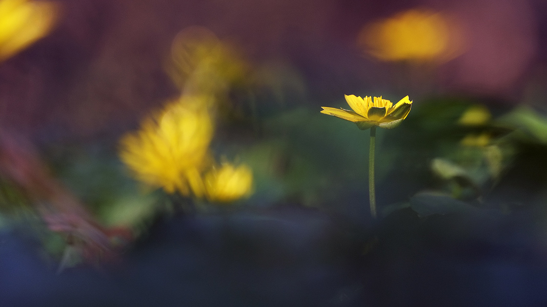 21.03.2014 , Halle/Saale ,