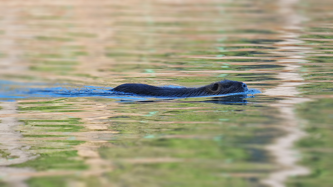 21.03.2014 , Halle/Saale ,