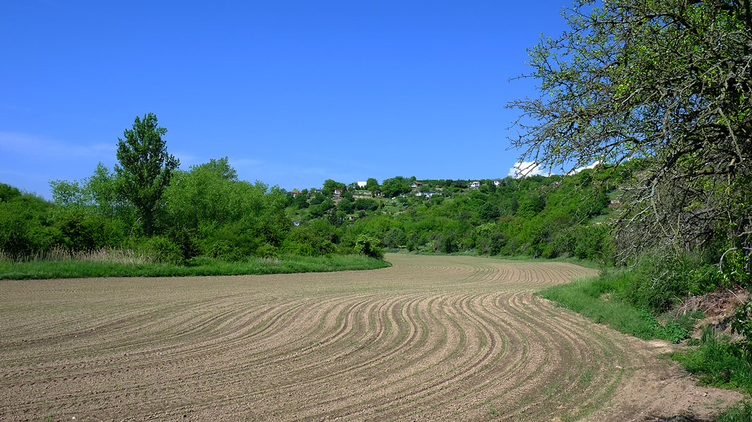 Weinberge bei Langenbogen