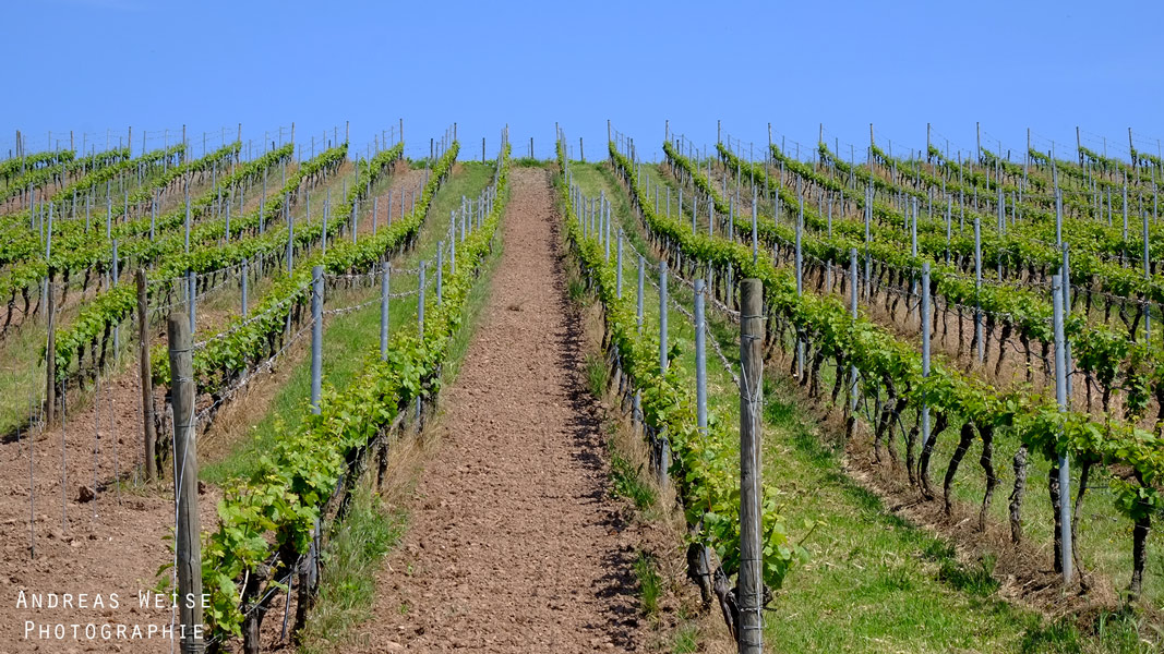 Weinberge bei Langenbogen