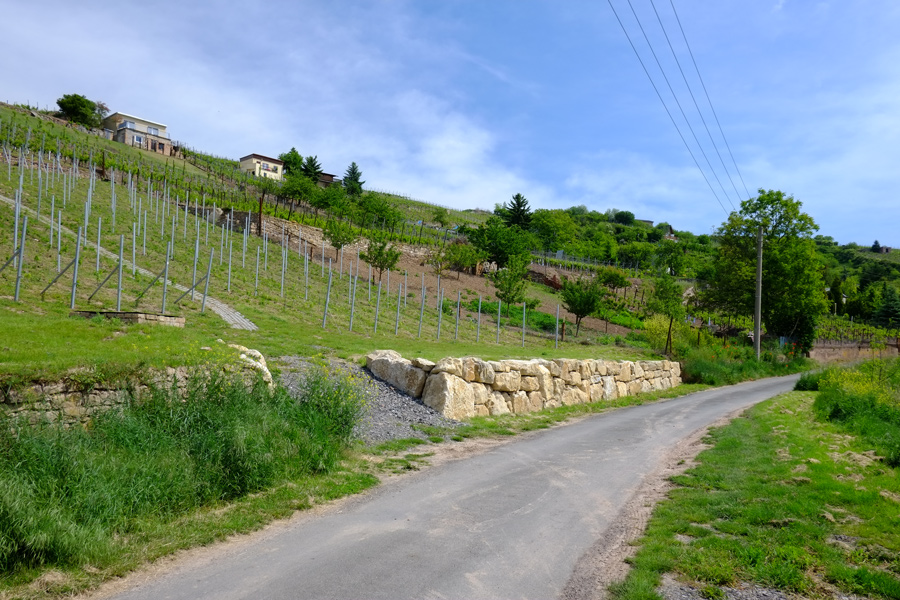 Weinberge zwischen Seeburg und Rollsdorf