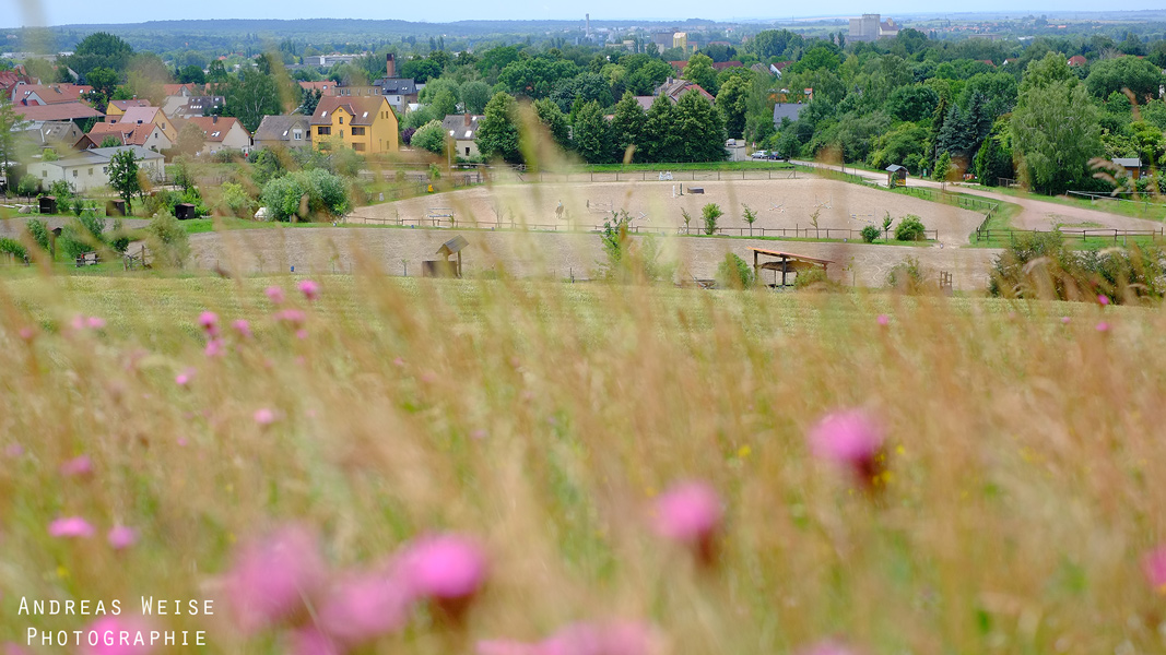 das Örtchen Seeben , besonders bei Pferdebesitzern bekannt