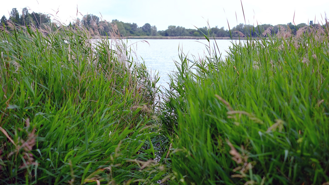 Posthornteich im Norden von Halle