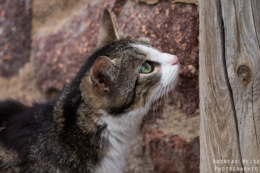 13.07.2014 , Shooting WNBL LIONS