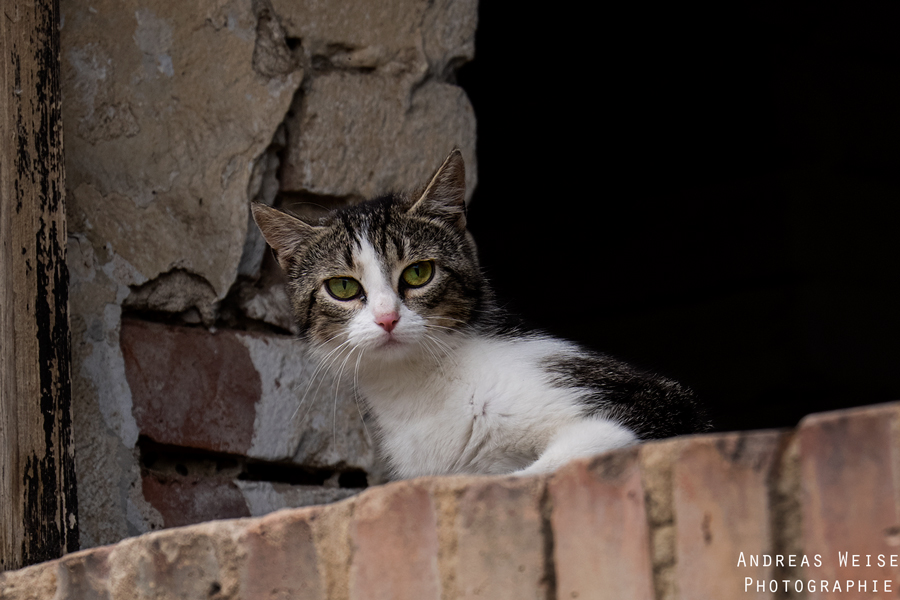 13.07.2014 , Shooting WNBL LIONS