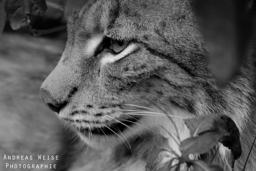 Luchs im Tierpark
