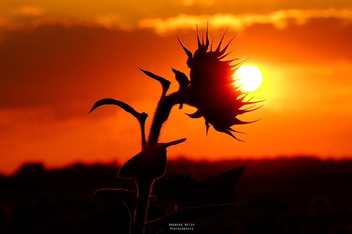 31.07.2014 , Sonnenblume,Untergang
