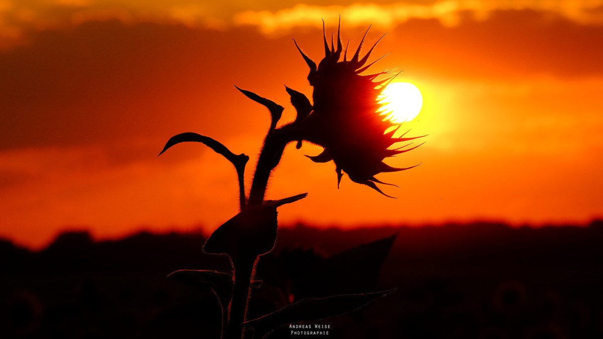 31.07.2014 , Sonnenblume,Untergang