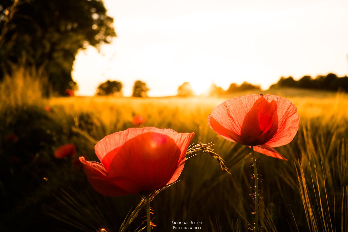 03.06.2014 ,mohn