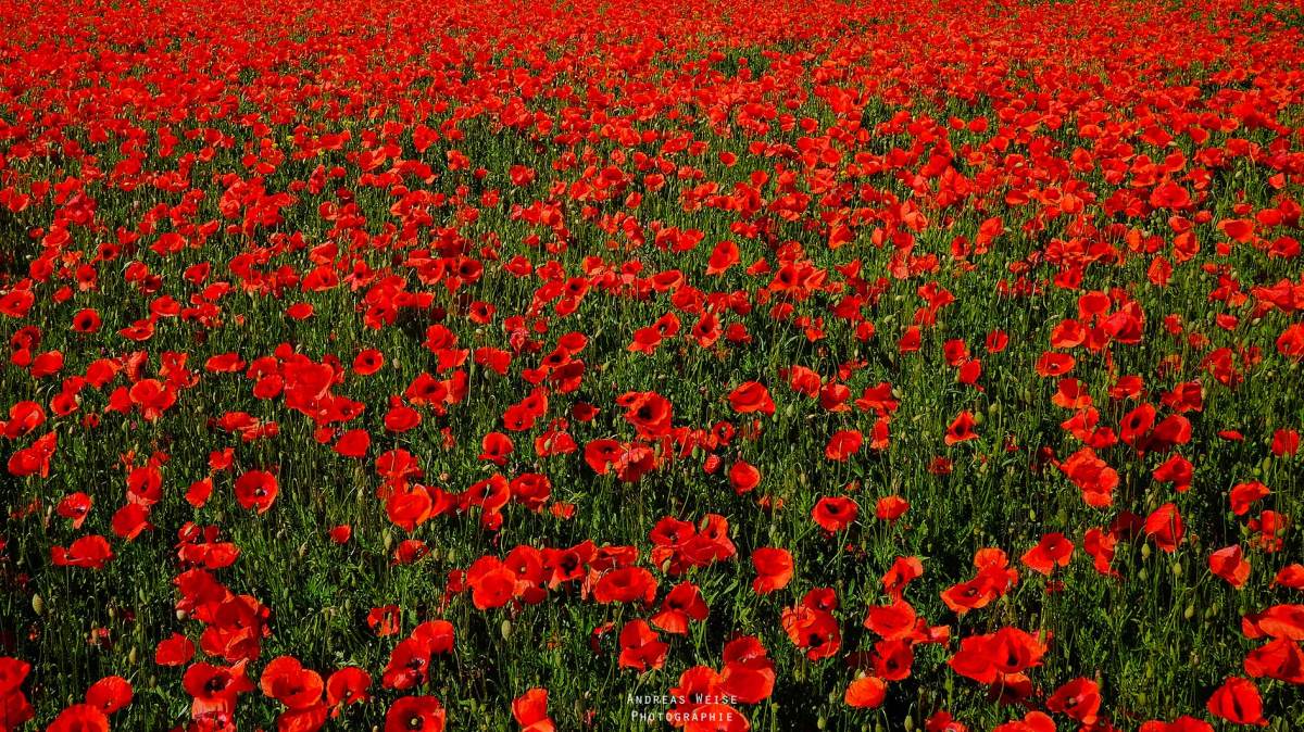 06.06.2014 , Hufeisensee