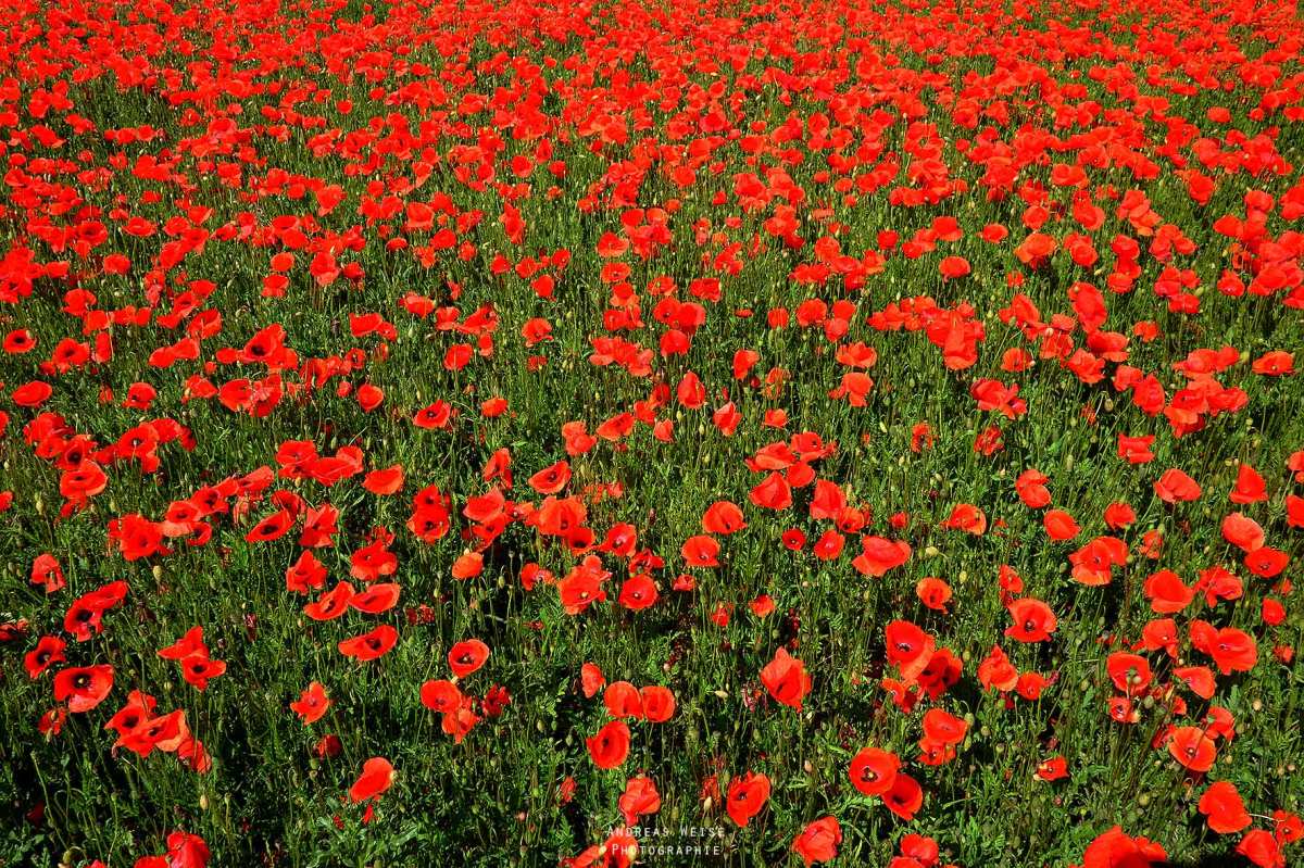 06.06.2014 , Hufeisensee