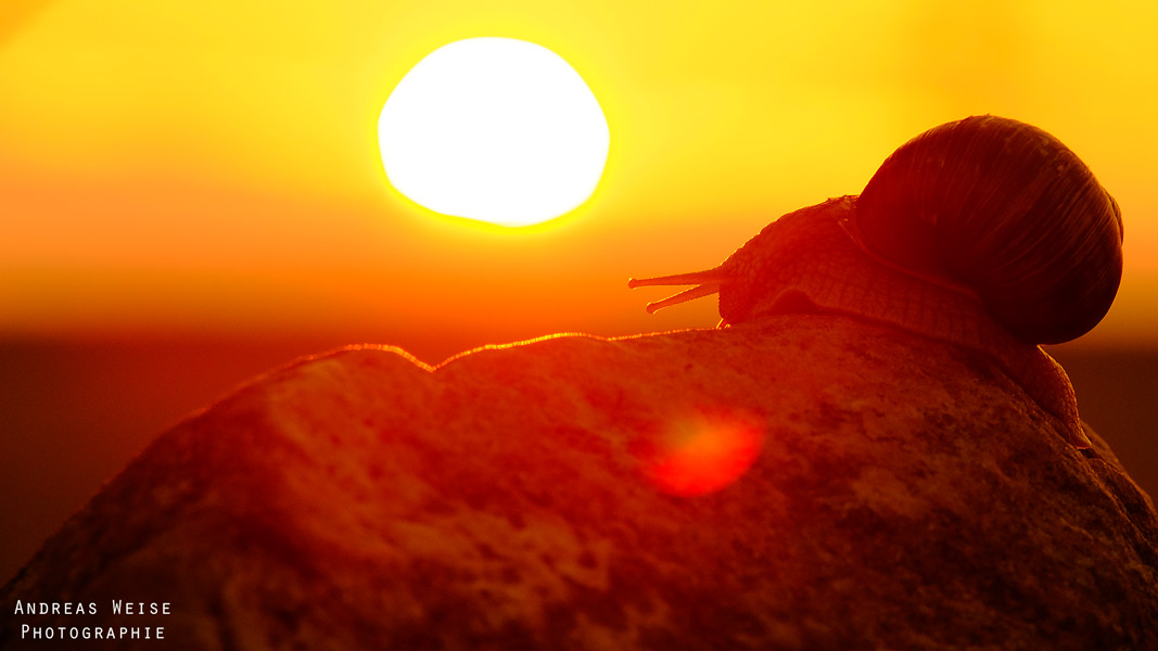 Schnecke beobachtet Sonnenuntergang