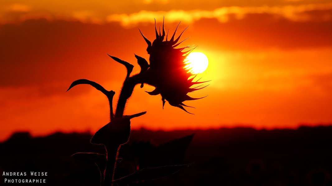 Sonnenblume im Sonnenuntergang