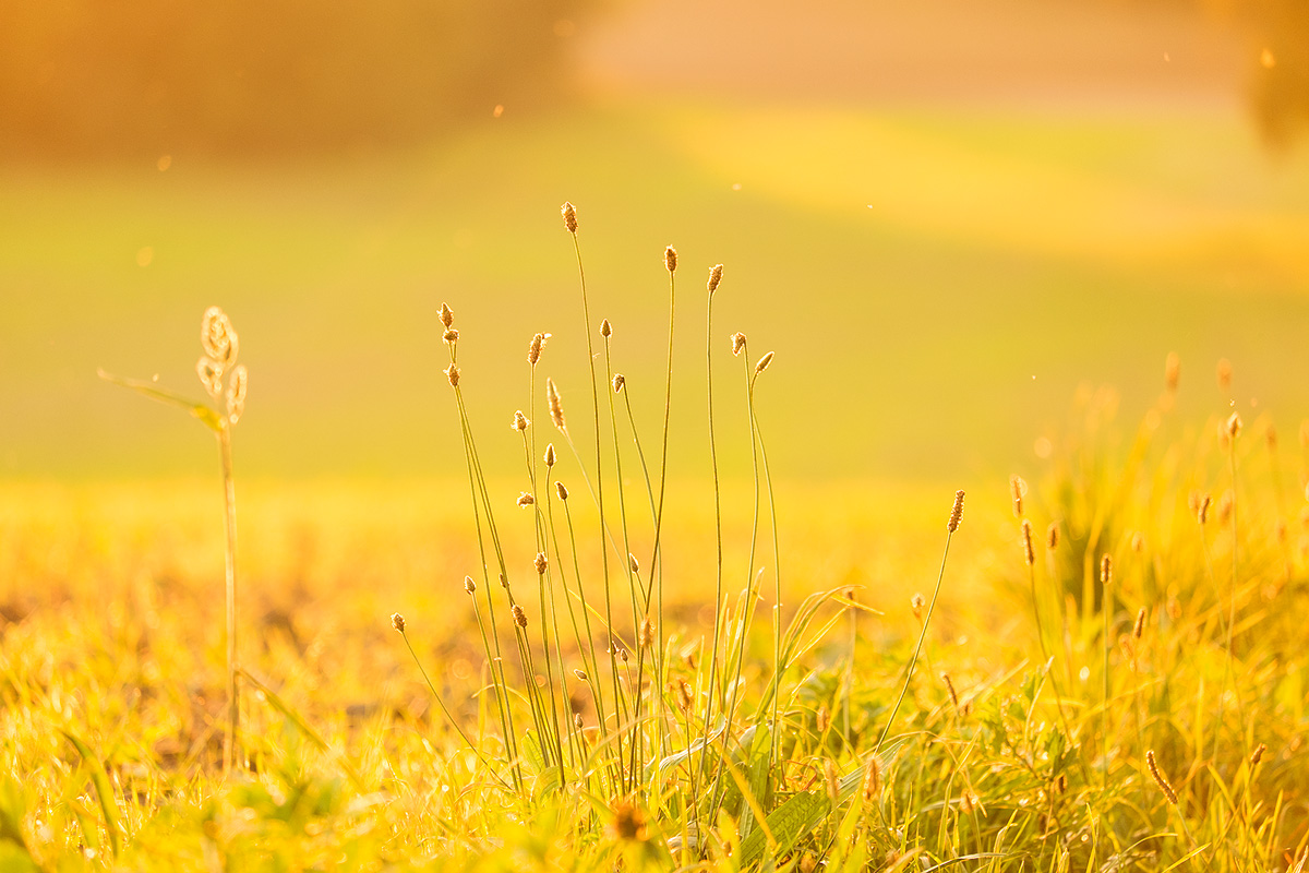 Fotograf,Andreas,Weise,Fuji,Natur,Halle