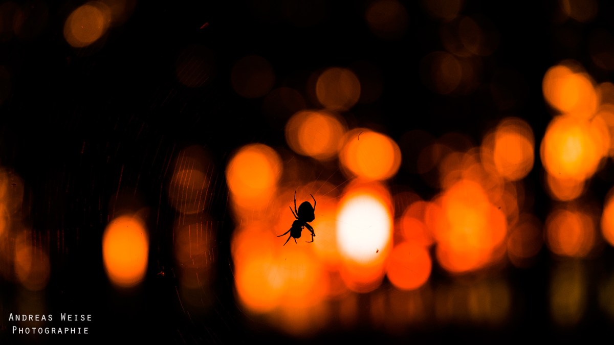 Fotograf,Andreas,Weise,Fuji,Natur,Halle
