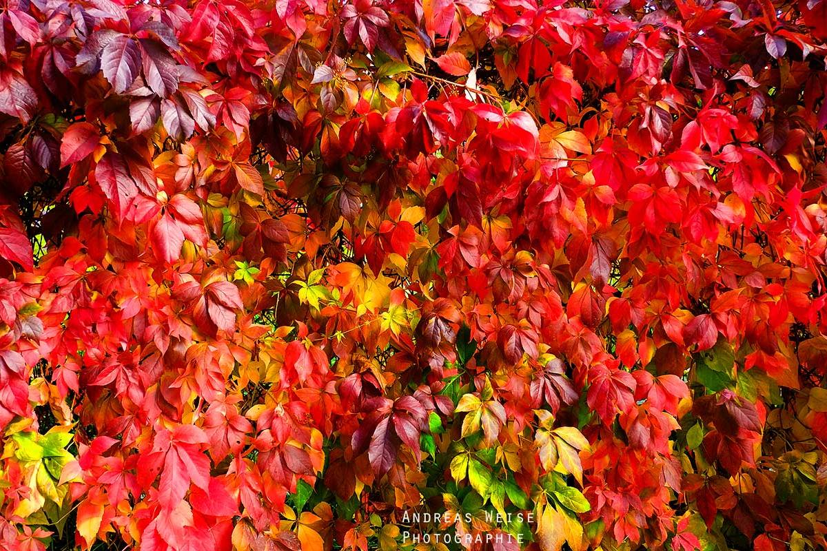 Andreas,weise,fotograf,fuji,halle