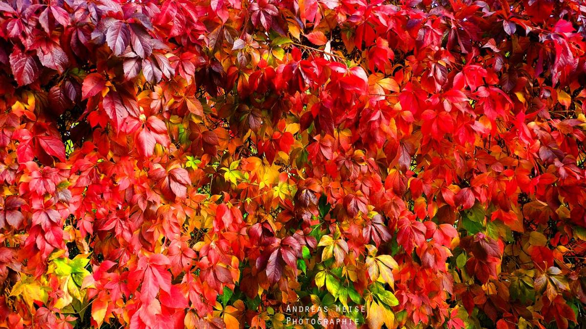 Andreas,weise,fotograf,fuji,halle