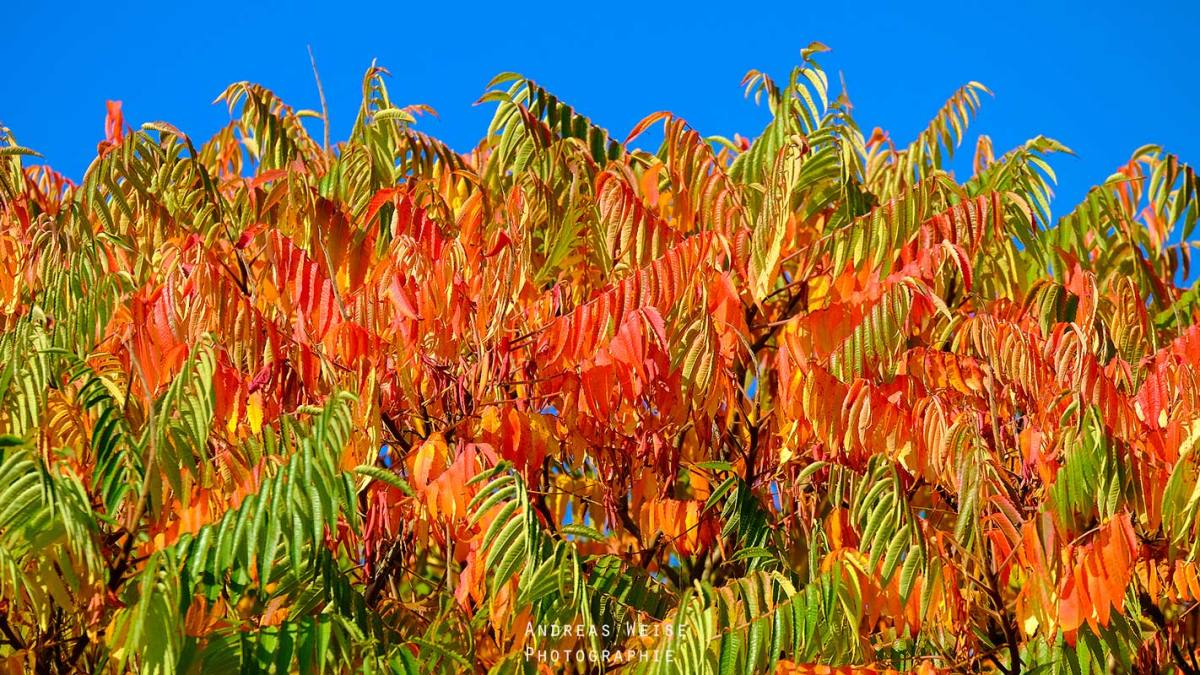 Andreas,weise,fotograf,fuji,halle