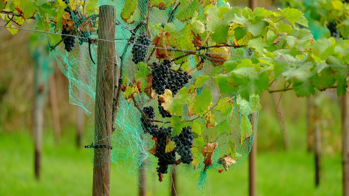 Andreas,weise,fotograf,fuji,halle