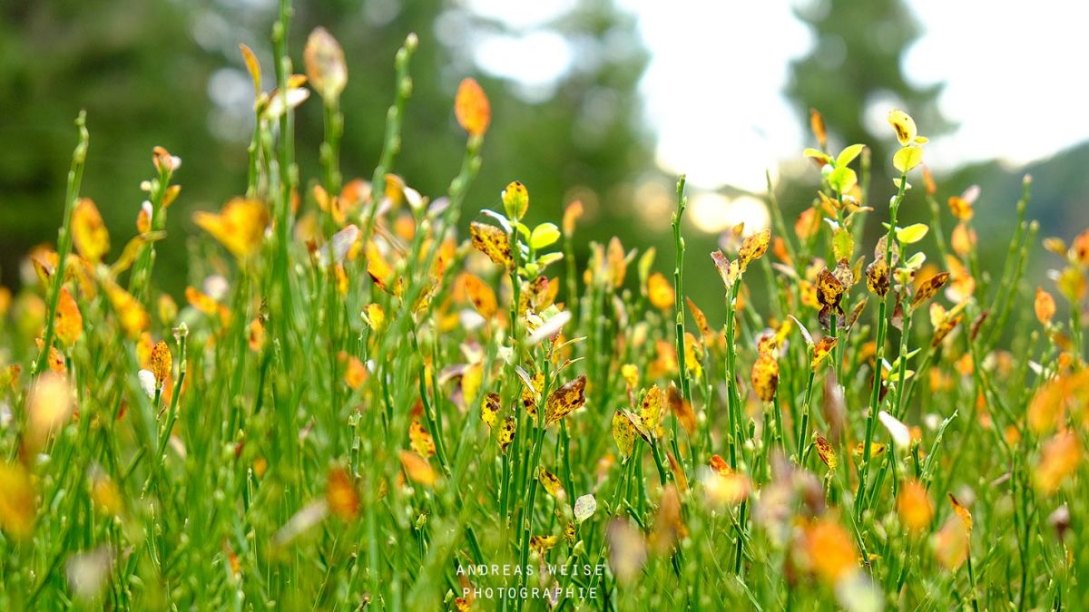 foto,bild,brocken,andreas,weise,fotograf,halle