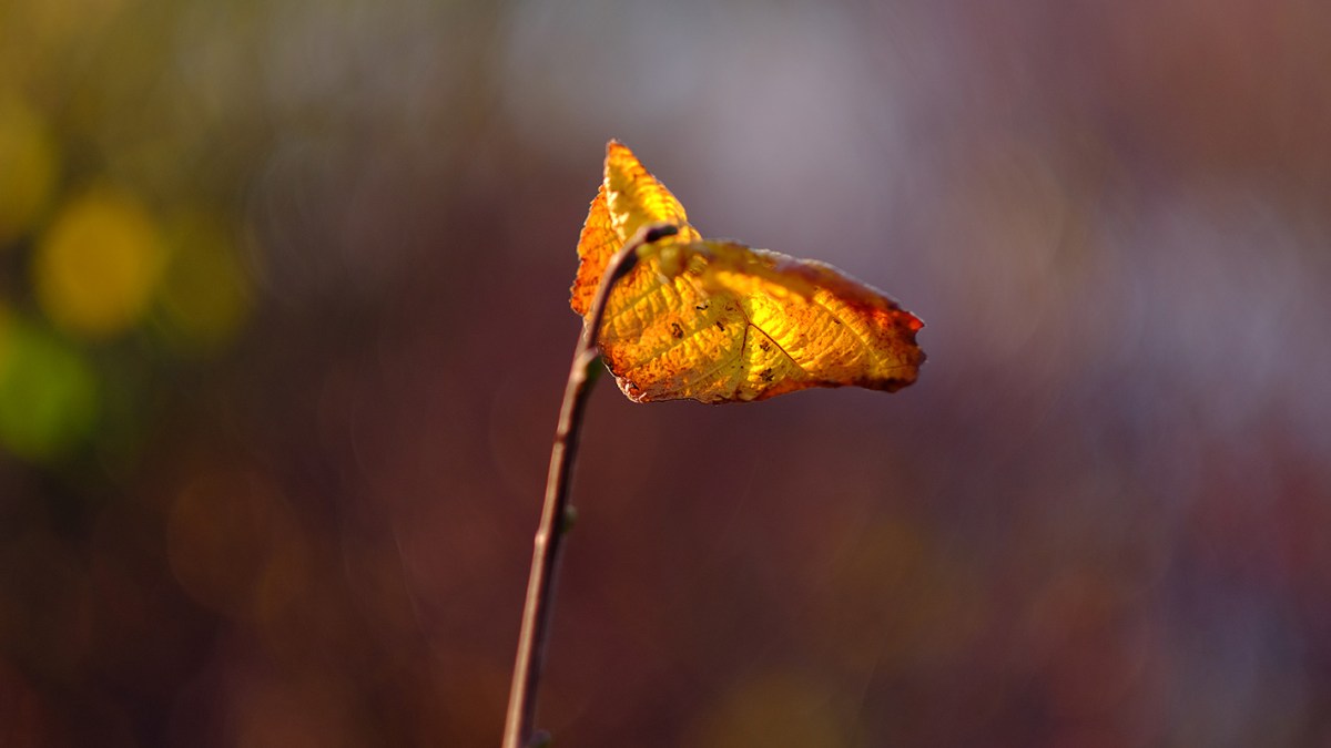 andreas,weise,fotograf,halle,fujinon,56,1.2,offenblende