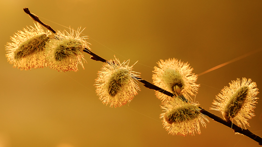 Weidenkätzchen