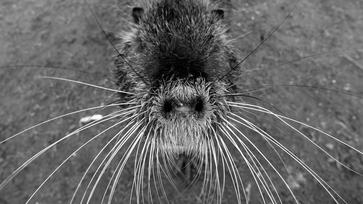 zeiss,touit 12/2.8,fuji