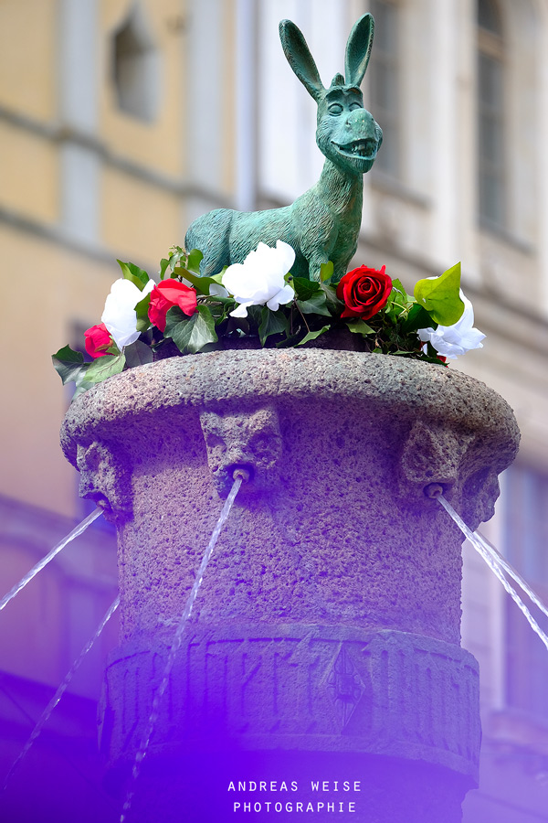 andreas,weise,fotograf,halle,esel,eselsbrunnen,foto,bild