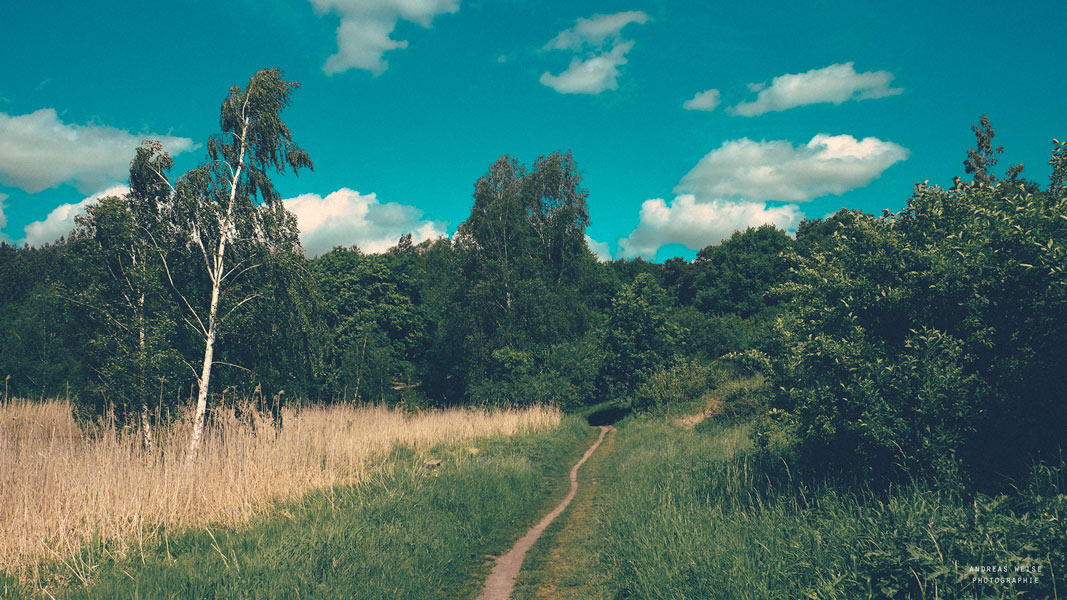 am Heidesee , unterhalb des Sandberges