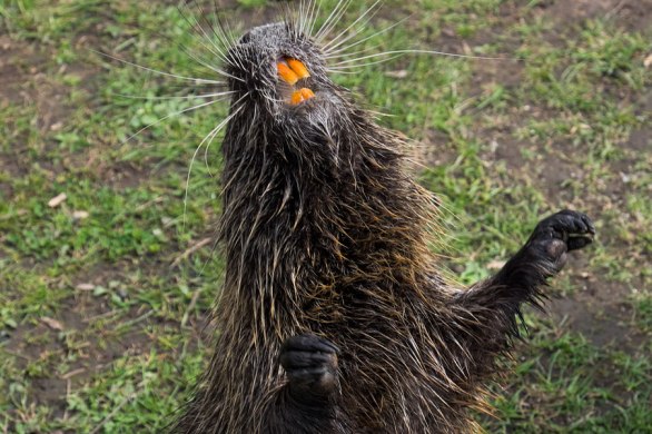 nutria