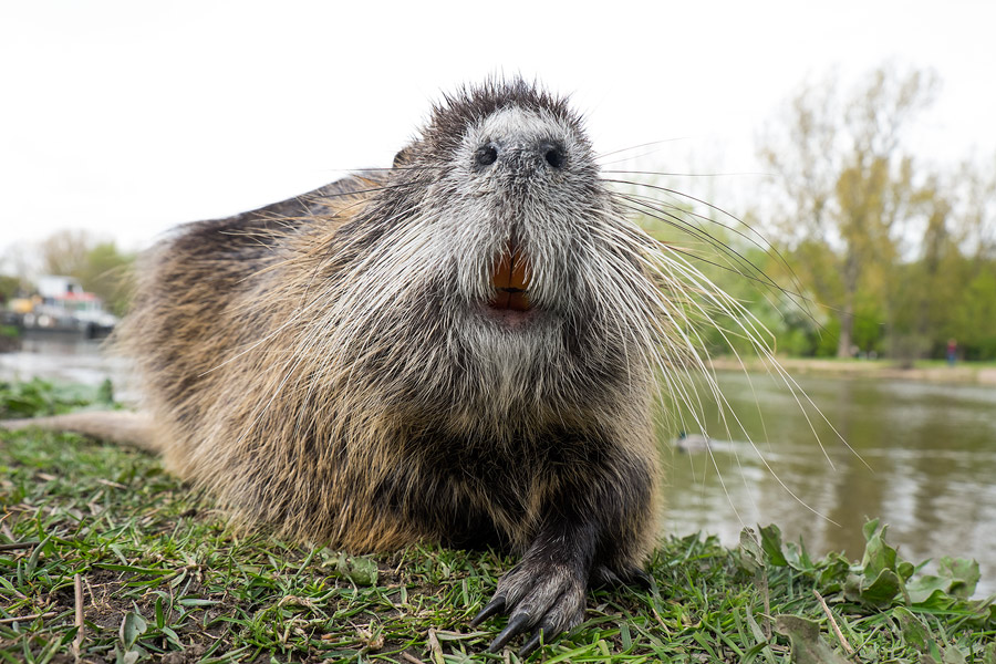 Nutria