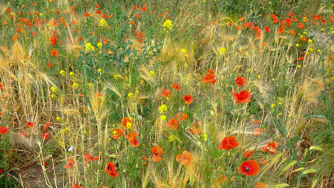 Westufer , im Bereich des zukünftigen Golfplatzes