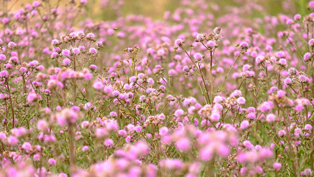hier gibts bald nur noch Stoppelrasen