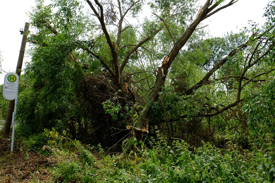 Sturmschäden an der Götsche