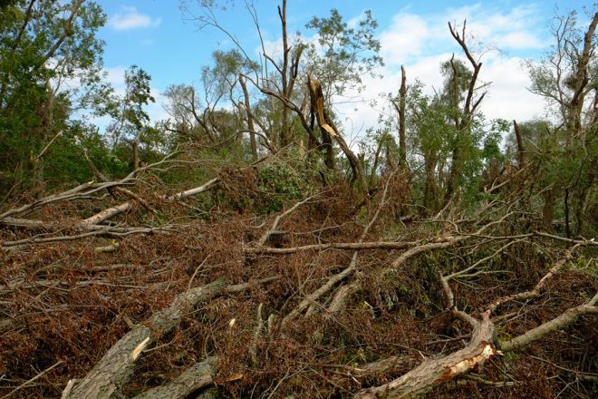 Sturmschäden an der Götsche