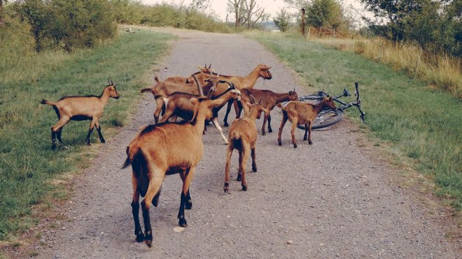 wilde Ziegen , wohl eher entlaufen