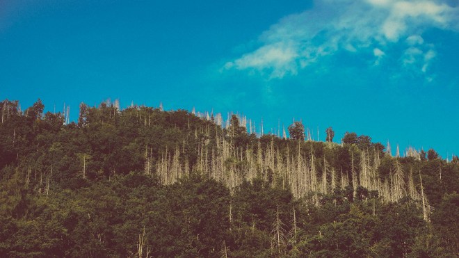 toter Wald oberhalb von Ilsenburg